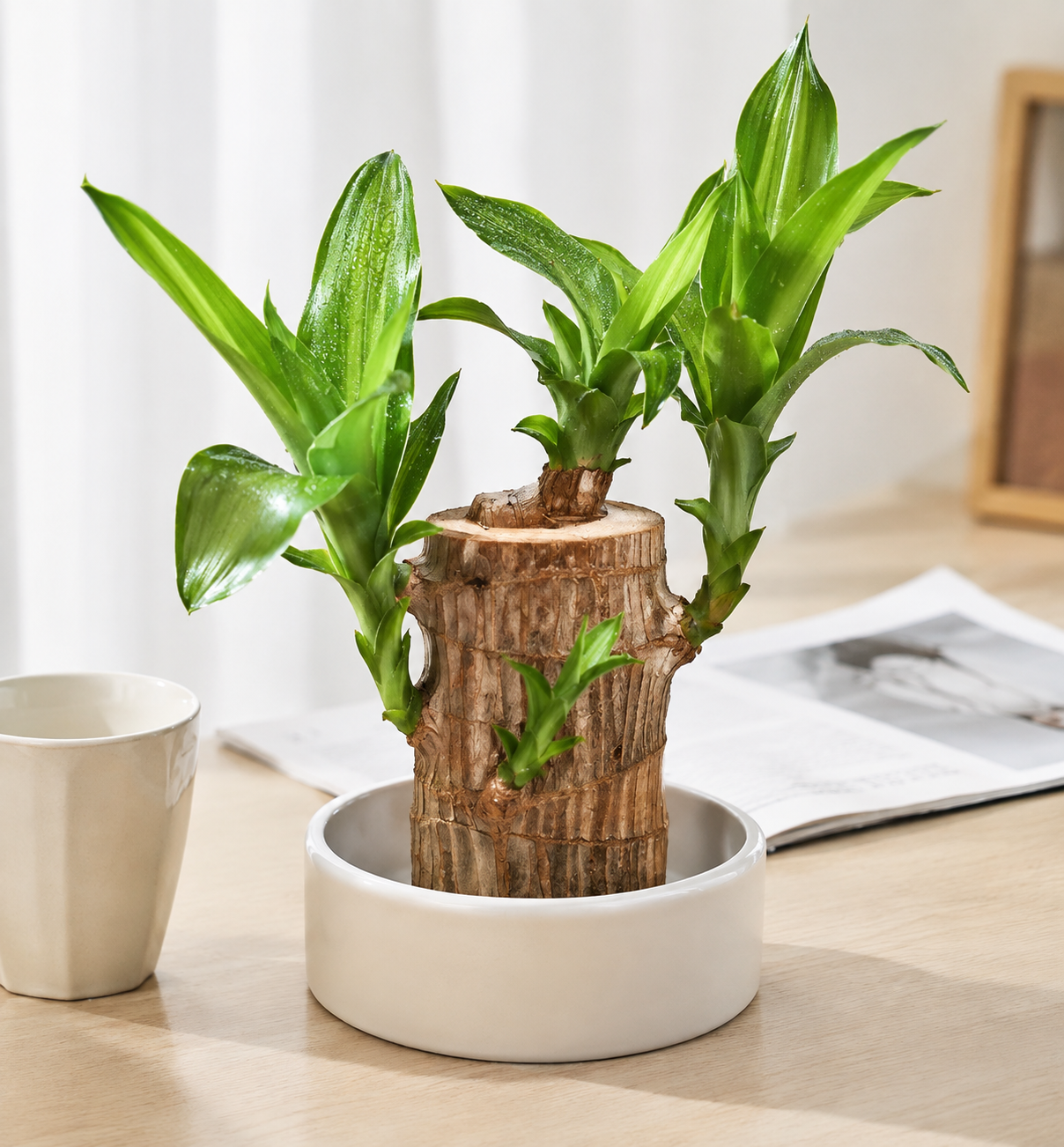 Lucky Bamboo Gift Pack
